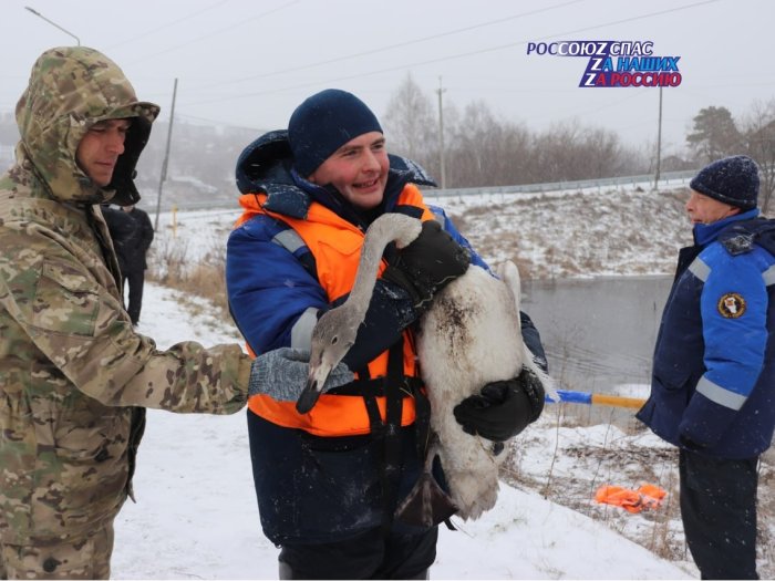 Спасатели Кемеровского областного поискового аварийно-спасательного отряда ГКУ «Агентство по защите населения и территории Кузбасса» провели благородную операцию по спасению лебедя, оказавшегося в бедственном положении на озере в Кедровке